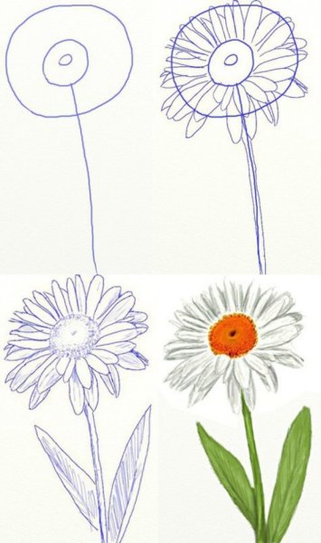 Ромашка рисунок