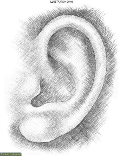 Поэтапное рисование уха