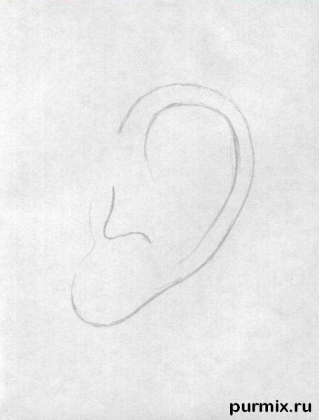 Ухо рисунок карандашом легкий для детей