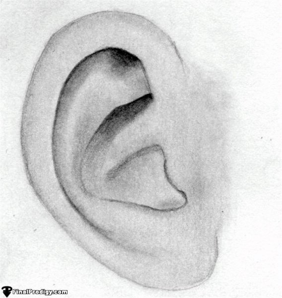 Рисунок уха человека