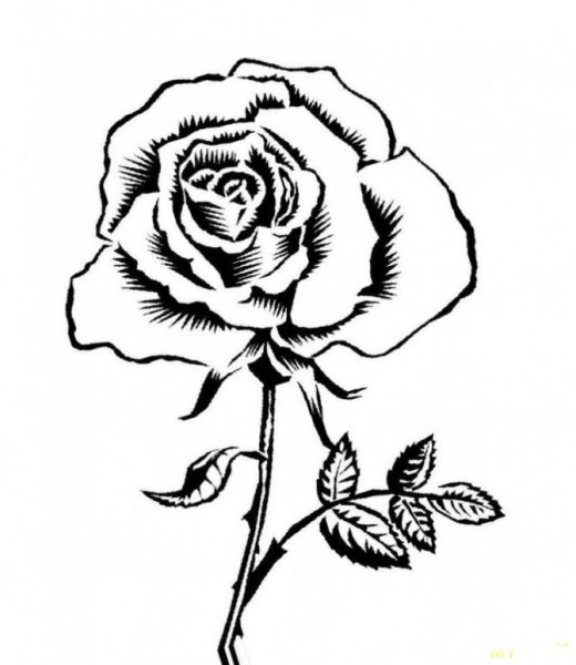 Графическое изображение розы