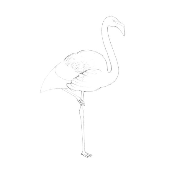 Фламинго карандашом