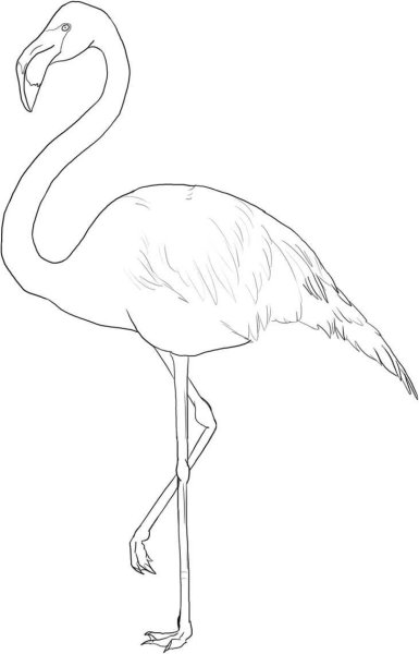 Какинарисовать Фламинго
