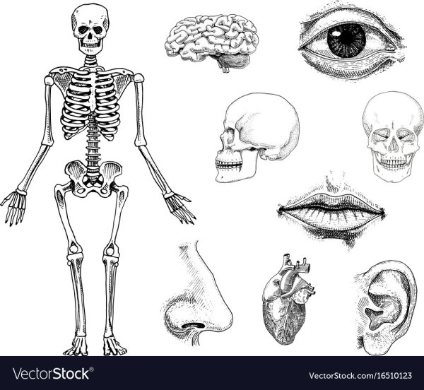 Раскраски анатомия человека кости