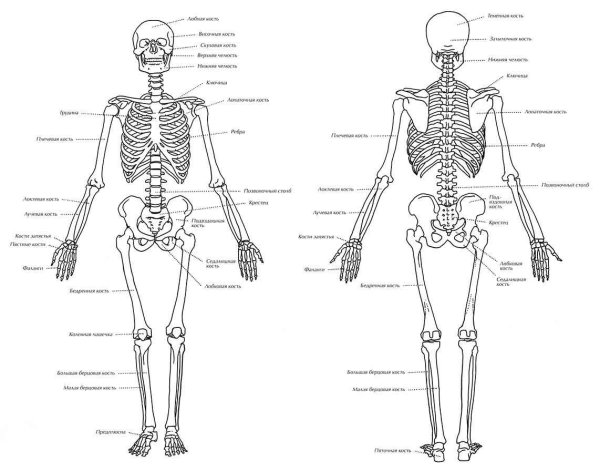 Скелет человека подписаны сзади и спереди
