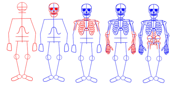 Поэтапное рисование скелета