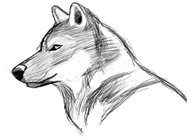 Морда волка для рисования