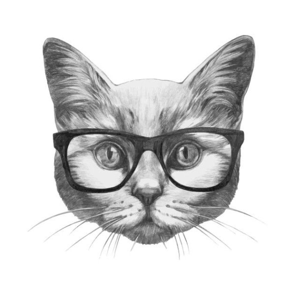 Кот в очках рисунок