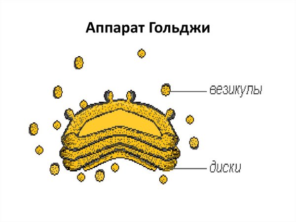 Аппарат Гольджи рисунок схематично