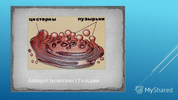 Комплекс аппарат Гольджи