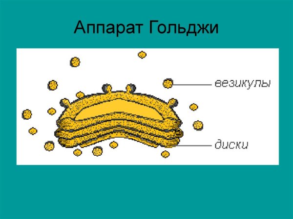 Комплекс аппарат Гольджи рисунок