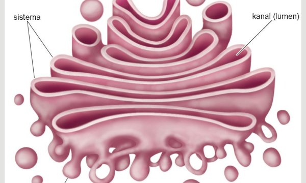 Аппарат Гольджи (комплекс Гольджи)