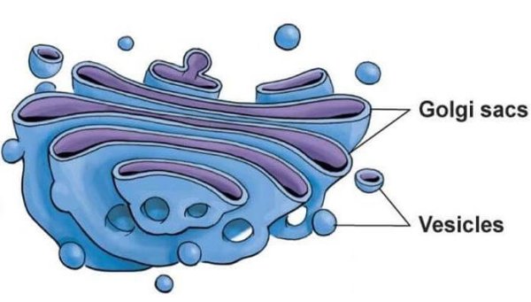 Строение структуры аппарата Гольджи