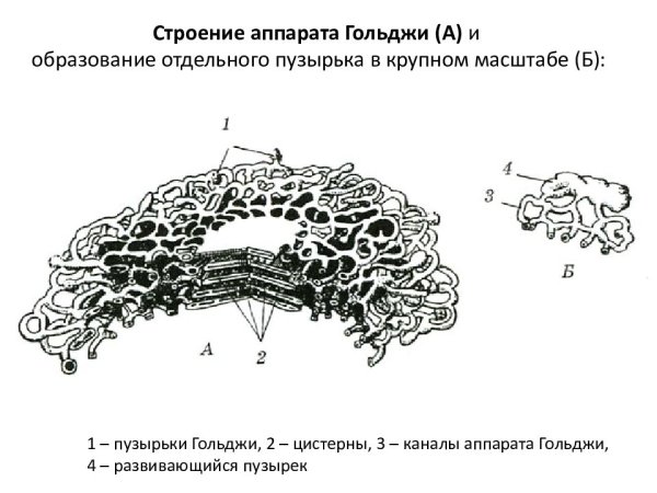 Диктиосомы аппарата Гольджи