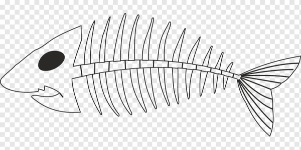 Скелет рыбы рис 148