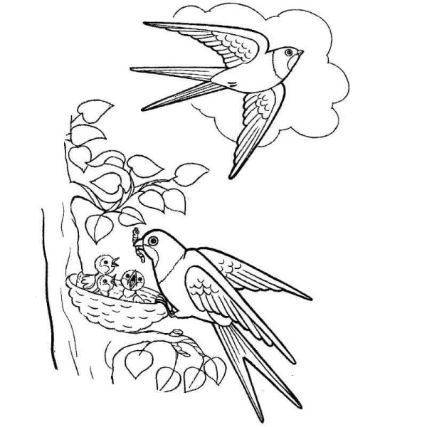Раскраска "перелетные птицы"