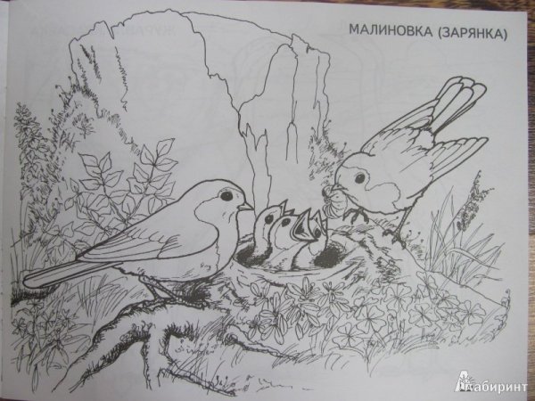 Стрижонок скрип рисунок