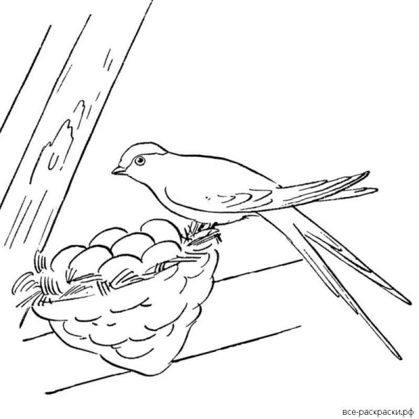 Астафьев Стрижонок скрип раскраска