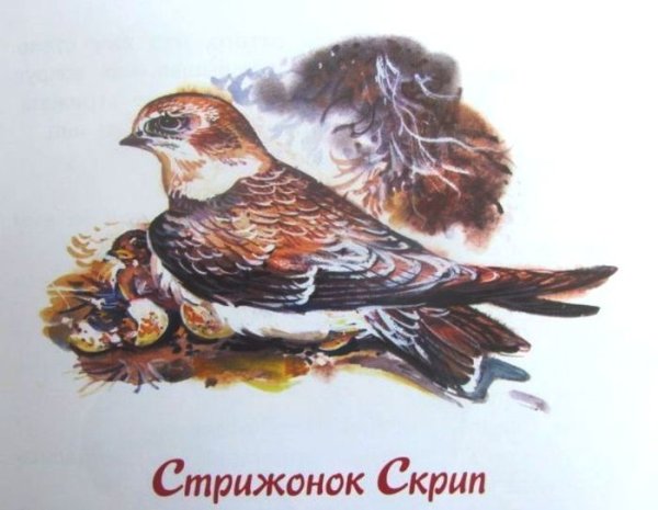 Астафьев Виктор Петрович Стрижонок скрип