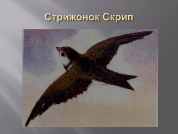 Виктор Астафьев Стрижонок скрип