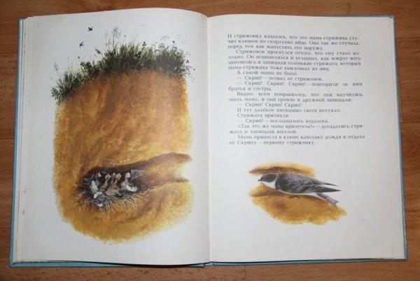 Раскраска гнездо птицы