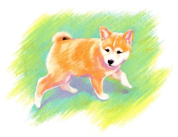 Сиба ину набросок