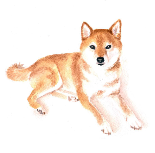 Сиба ину акварелью