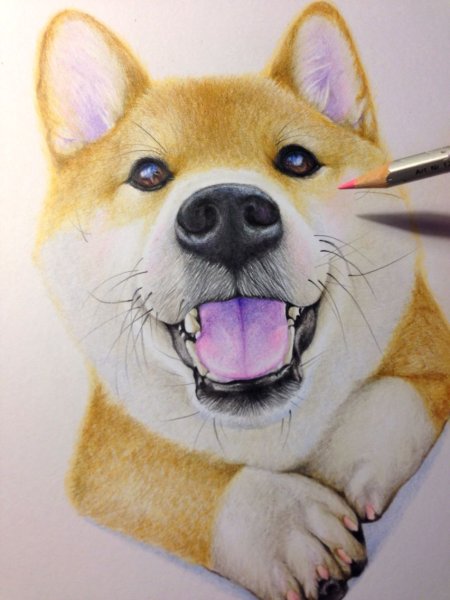 Сиба ину для срисовки легко