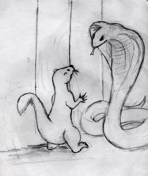 Рикки Тикки Тави иллюстрации к сказке