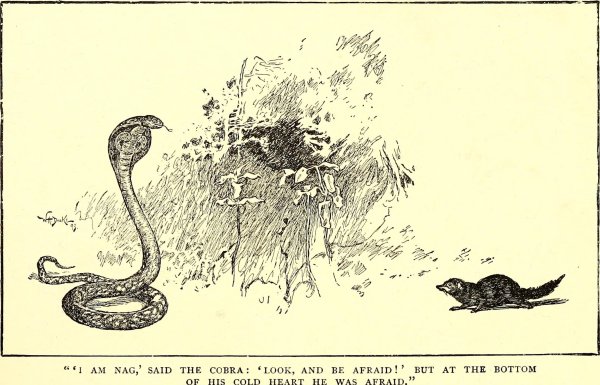 Рики Тики Тави наводнение