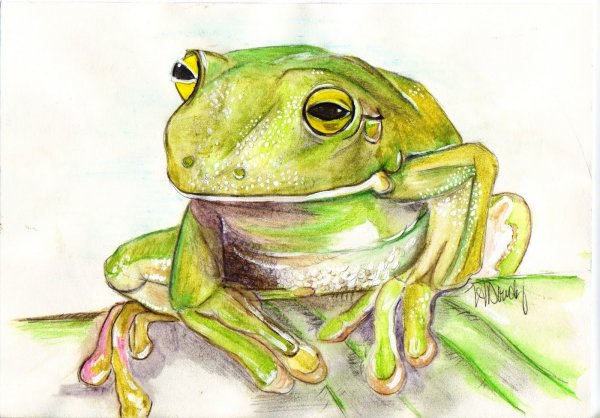 Лягушка для рисования