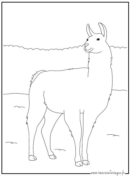 Няшные ламы