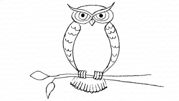 Сова контур