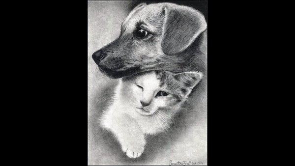 Рисунки для срисовки животные