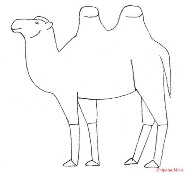 Верблюд рисунок