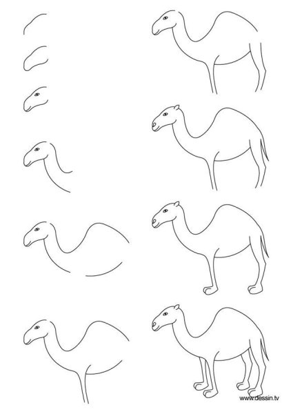 Верблюд рисунок легкий