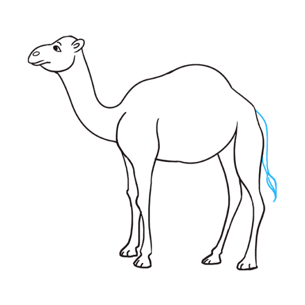 Рисунки верблюдов карандашом