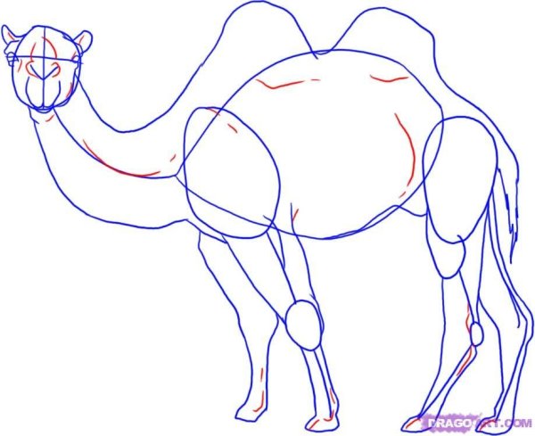 Как можно нарисовать верблюда