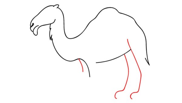 Этапы рисование верблюда