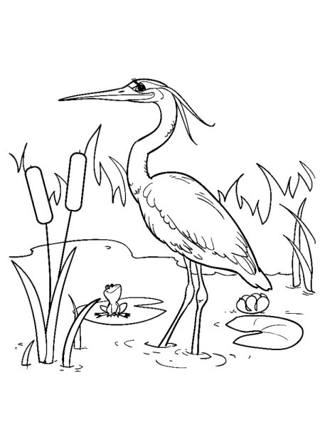 Как нарисовать цаплю карандашом поэтапно для детей