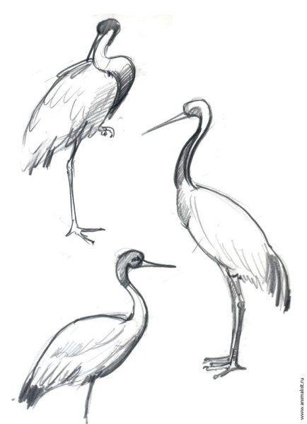 Журавль поэтапное рисование