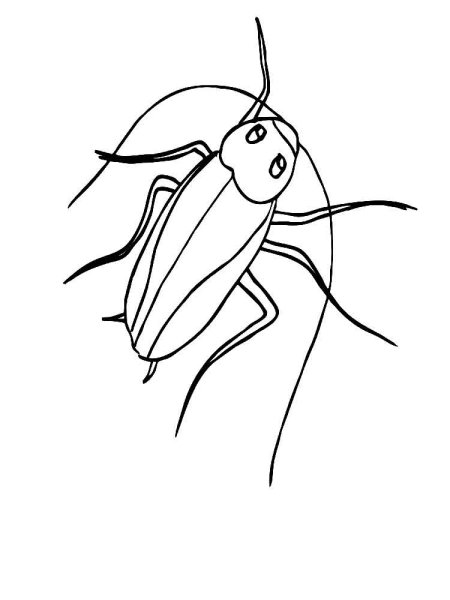 Таракан черно белый