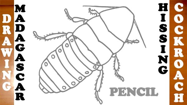 Таракан Тараканище Чуковский раскраска для детей
