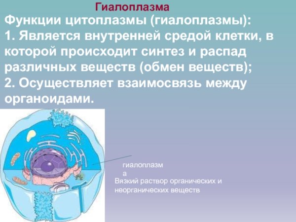 Строение растительной клетки гиалоплазма