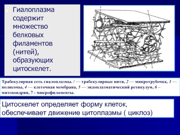 Цитоплазматический Матрикс клетки. Цитоскелет.