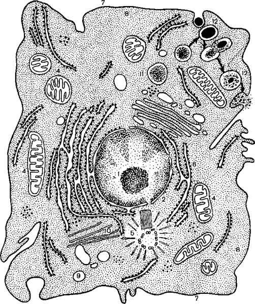 Цитоплазма гиалоплазма органоиды включения