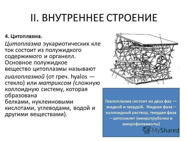 Гиалоплазма и цитоскелет