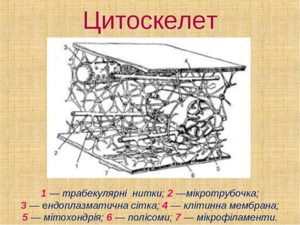 Строение цитоплазмы гиалоплазма и цитоскелет