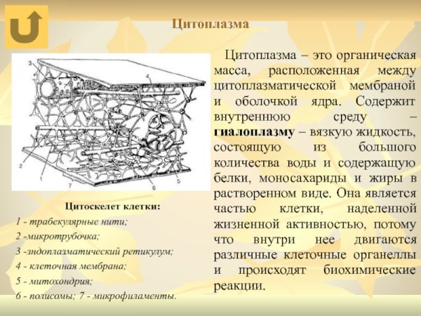 Цитоскелет гиалоплазмы