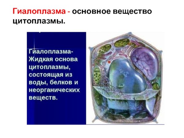 Гиалоплазма ее роль в метаболизме клетки